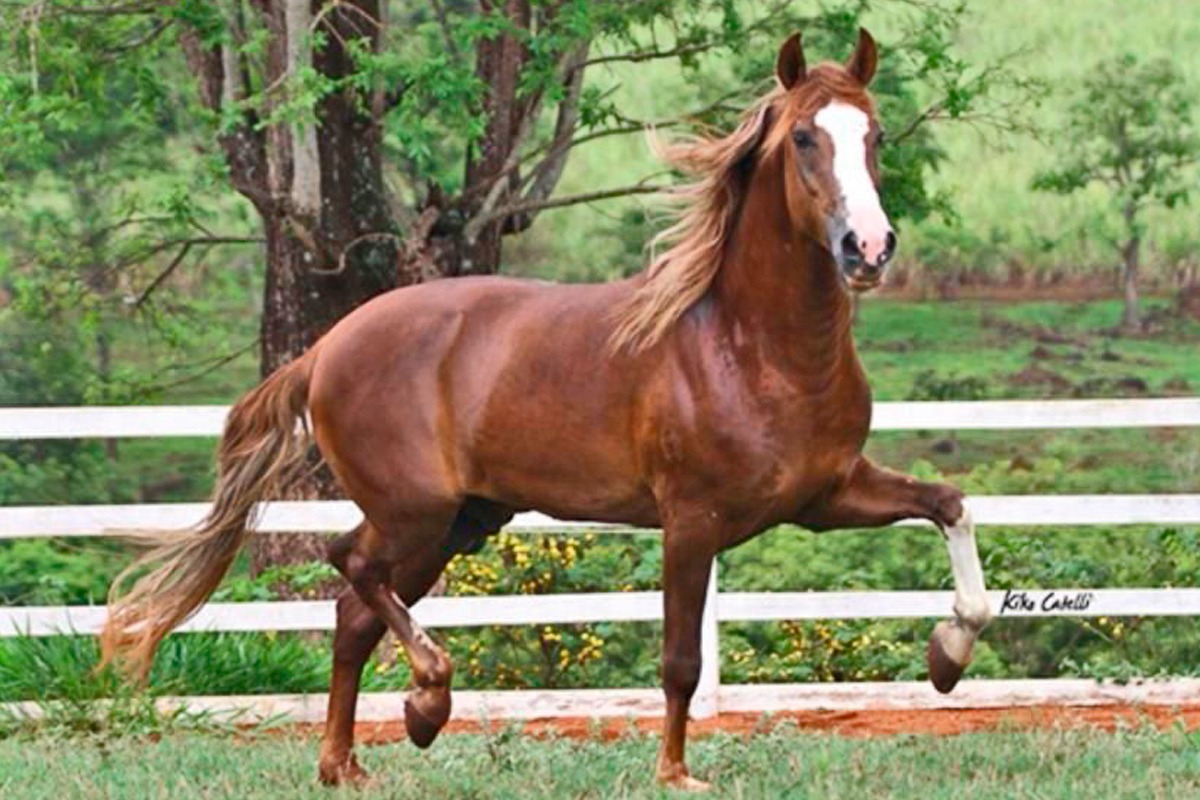 Haras Calafate promove 1º Leilão Virtual de Mangalarga Marchador